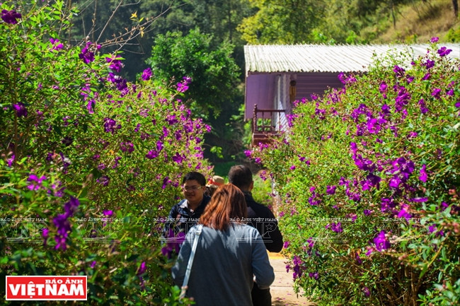 L’impressionnante floraison du myrte tomenteux.