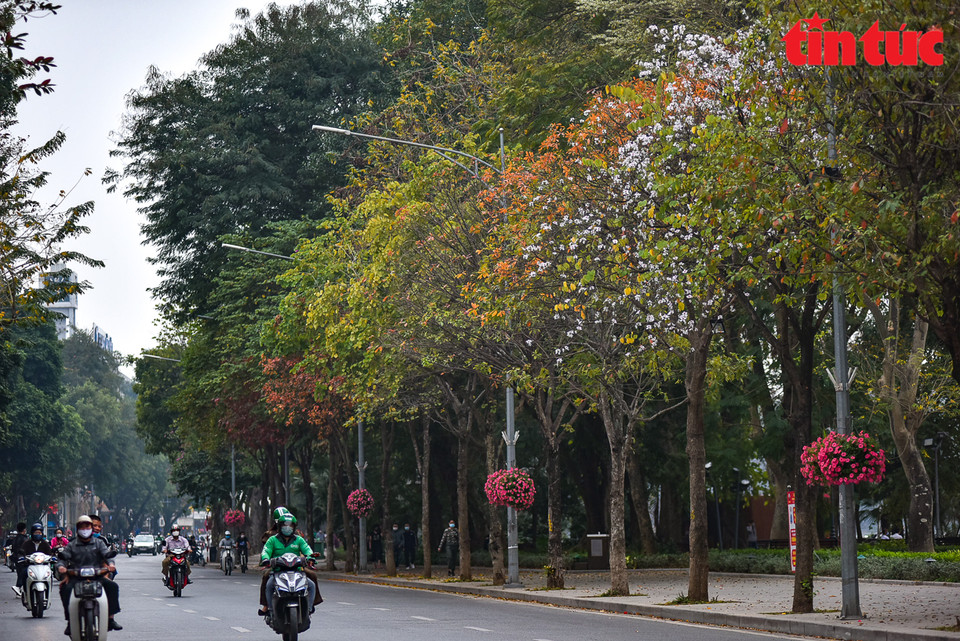  Les couleurs rouges et jaunes vives des feuilles des arbres ''Loc vung'' le long de la rue Dinh Tien Hoang. Photo : VNA