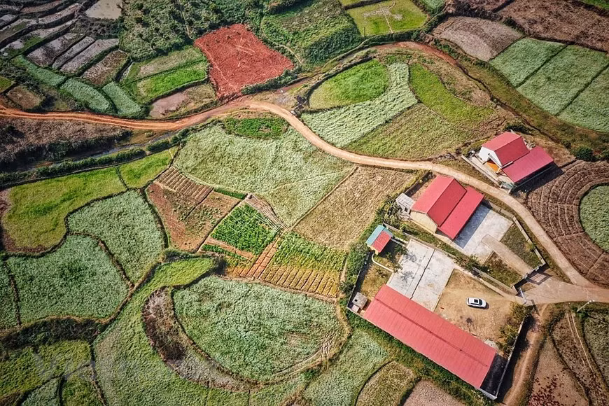  Les champs de fleurs de choux jaunes s’étendent à perte de vue. Photo: Vietnamplus 