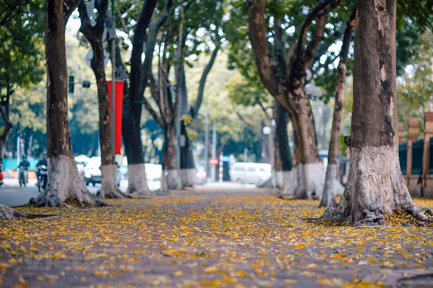  Contrairement à beaucoup d’autres arbres qui doivent se dépouiller de toutes leurs vieilles feuilles avant de se parer des nouvelles, les pancoviers revêtent les leurs au fur et à mesure que les anciennes tombent. Photo : Vietnam+ 