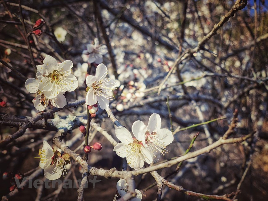  Les fleurs de prunier sont blanches, belles et fragiles au milieu du ciel bleu des montagnes et des forêts du Nord-Ouest. Photo : VNA