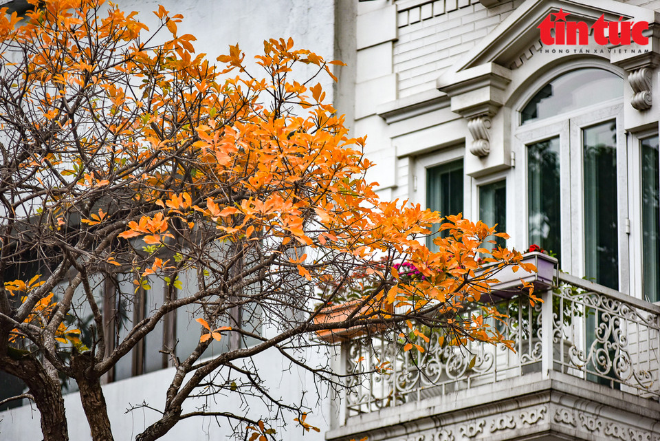  Un arbre Loc vung à côté d’une vieille maison de Hanoï.. Photo : VNA