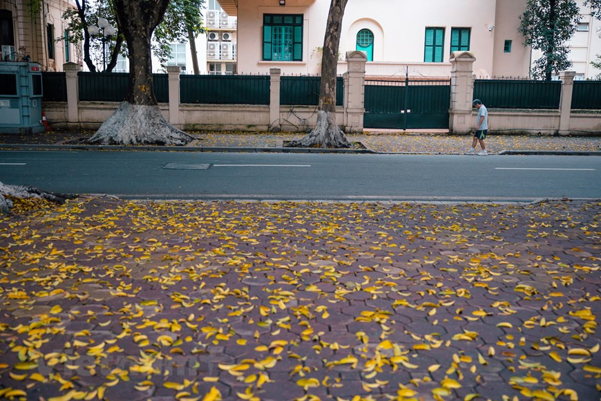 Lors des pluies, les feuilles de pancoviers dans la rue Phan Dinh Phung tombent en plus grand nombre. Photo : Vietnam+