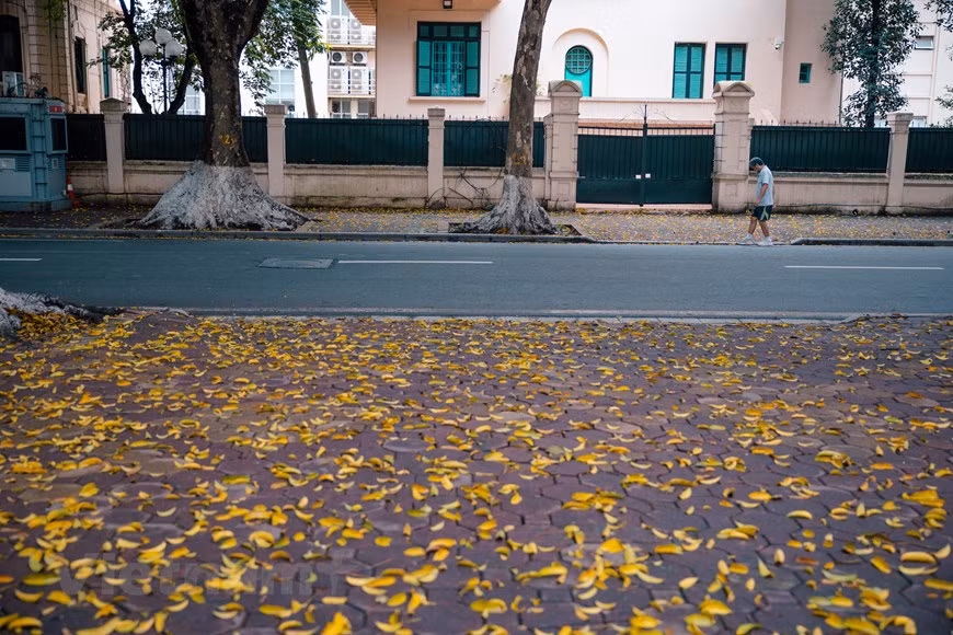 Lors des pluies, les feuilles de pancoviers dans la rue Phan Dinh Phung tombent en plus grand nombre. Photo : Vietnam+ 