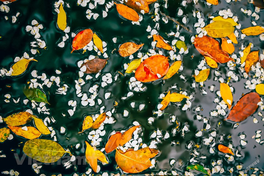  La saison de la chute des feuilles de pancoviers ne dure qu’environ un mois. Photo : Vietnam+ -