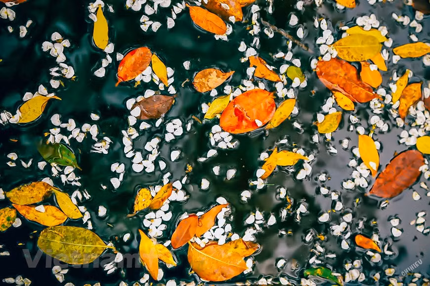  La saison de la chute des feuilles de pancoviers ne dure qu’environ un mois. Photo : Vietnam+ -