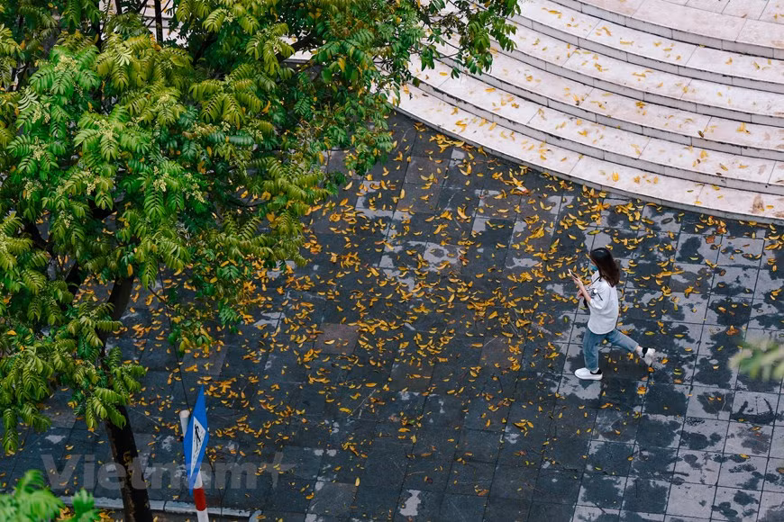 Les vieux pancoviers, les pluies de feuilles dorées, les pas de l’homme sur les tapis de feuilles… sont des images familières et typiques à Hanoi en avril-mai. Photo : Vietnam+ 