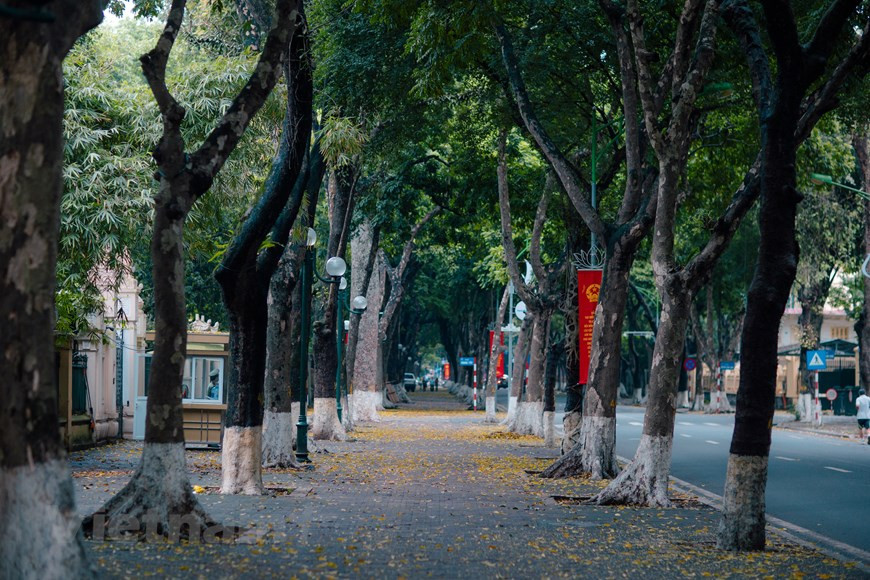  Entre avril et mai, dans les rues Phan Dinh Phung, Tran Phu, Hoang Dieu, Tran Hung Dao, Ly Thuong Kiet..., une légère brise suffit à faire tomber une "pluie de feuilles" dorées. Ces rues se recouvrent d’un tapis de feuilles de pancovier. Photo : Vietnam+