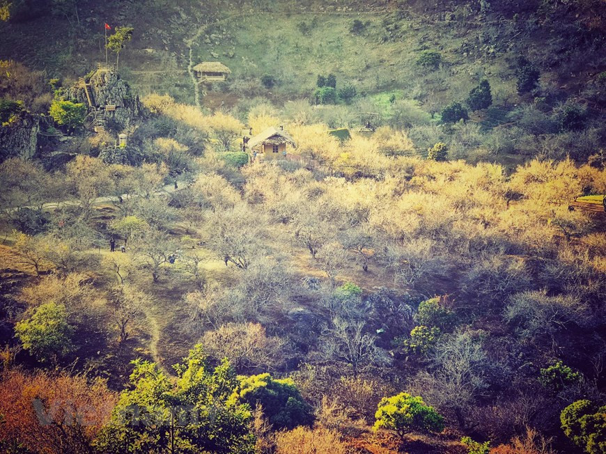  Au début janvier, les abricotiers en fleurs enveloppent tous les alentours d’un manteau d’un blanc immaculé. Photo : VNA