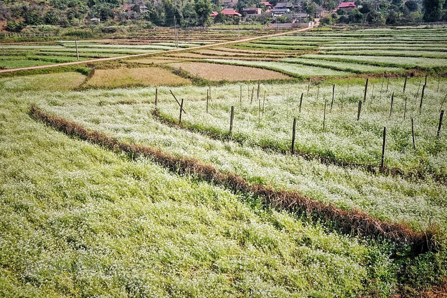  Les paysages sont aussi beaux qu'une peinture. Photo: Vietnamplus 