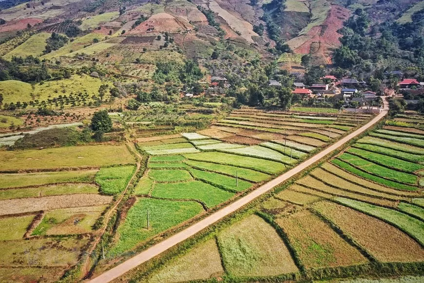  Les parcelles de choux jaunes s’étendant du pied au sommet de collines sont divisées en carreaux, formant accidentellement des traînées de couleurs. Photo: Vietnamplus 