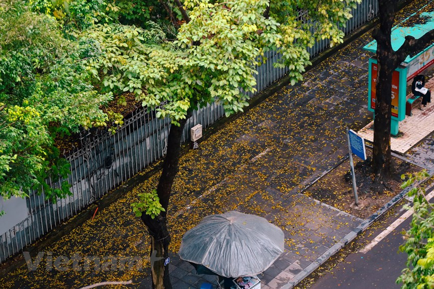 Trottoir le long de la rue Lê Thanh Tông couvert de feuilles jaunes. Photo : Vietnam+