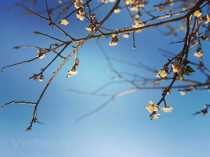  Des pétales blancs brillants tranchent sur le fond du ciel bleu. Photo : VNA