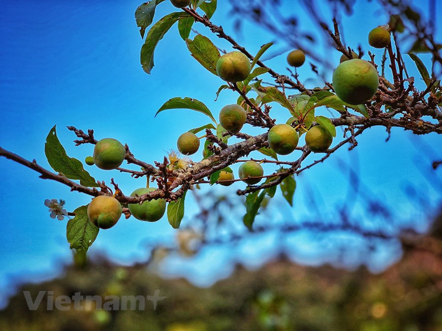  Quand les fleurs de prunier s'estompent, de premières prunes vertes commencent à poindre. Photo : VNA