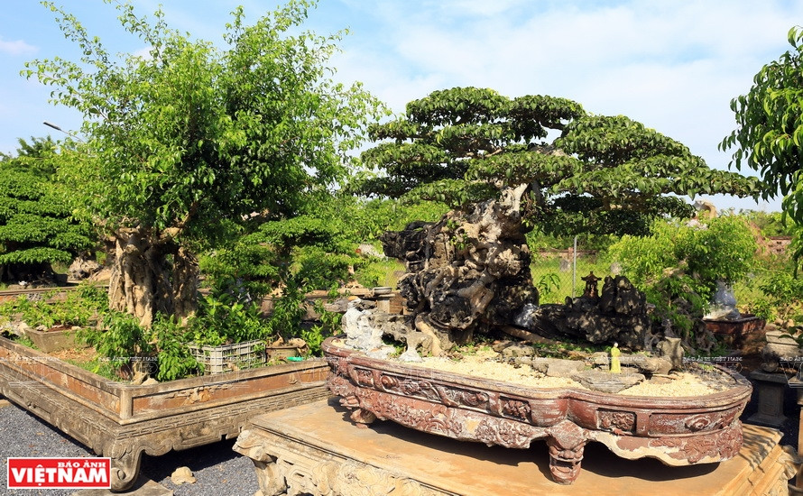  Photo: Vietnam Illustré