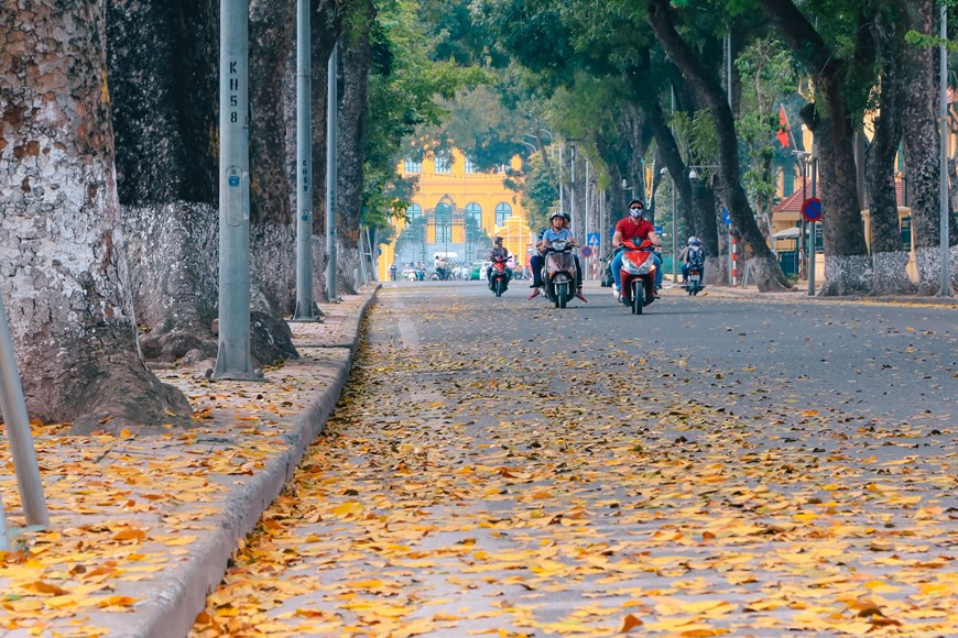  C’est pourquoi lorsque l’on est sous un vieux pancovier, on voit à terre ses feuilles jaunes mais aussi de nombreuses feuilles vertes sur l’arbre. Photo : Vietnam+