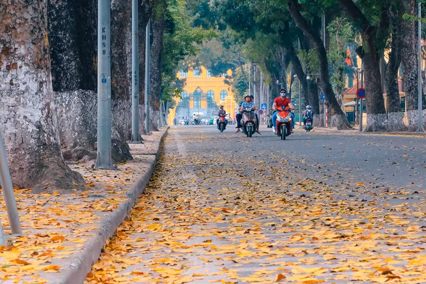  C’est pourquoi lorsque l’on est sous un vieux pancovier, on voit à terre ses feuilles jaunes mais aussi de nombreuses feuilles vertes sur l’arbre. Photo : Vietnam+ 