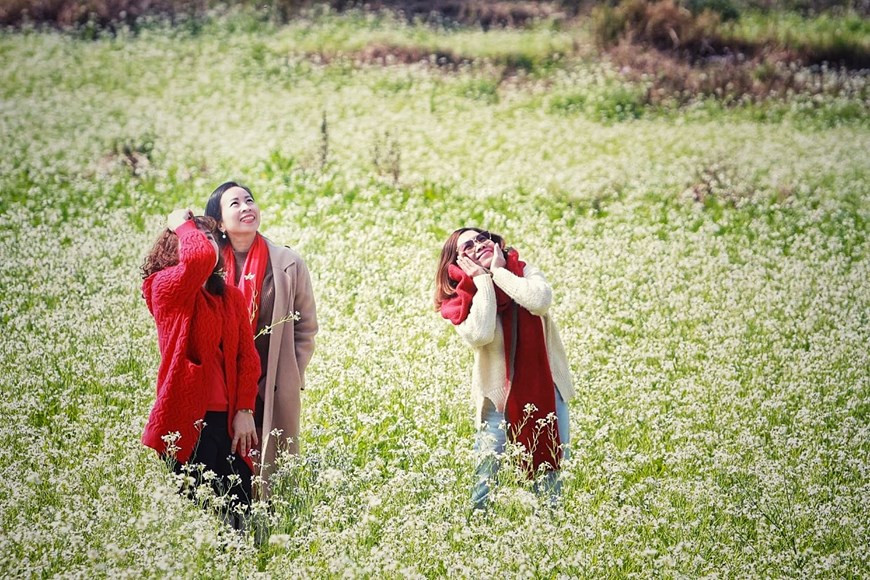  De champs de fleurs à So Luon, Moc Chau. Photo: Vietnamplus 