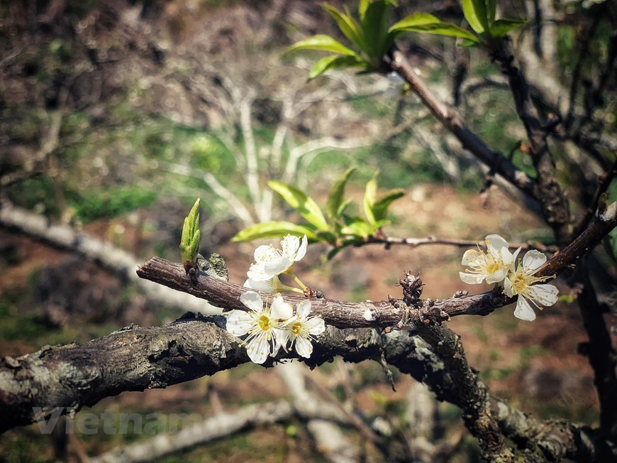  Les dernières fleurs de prunier de la saison de floraison de cette année. Photo VNA