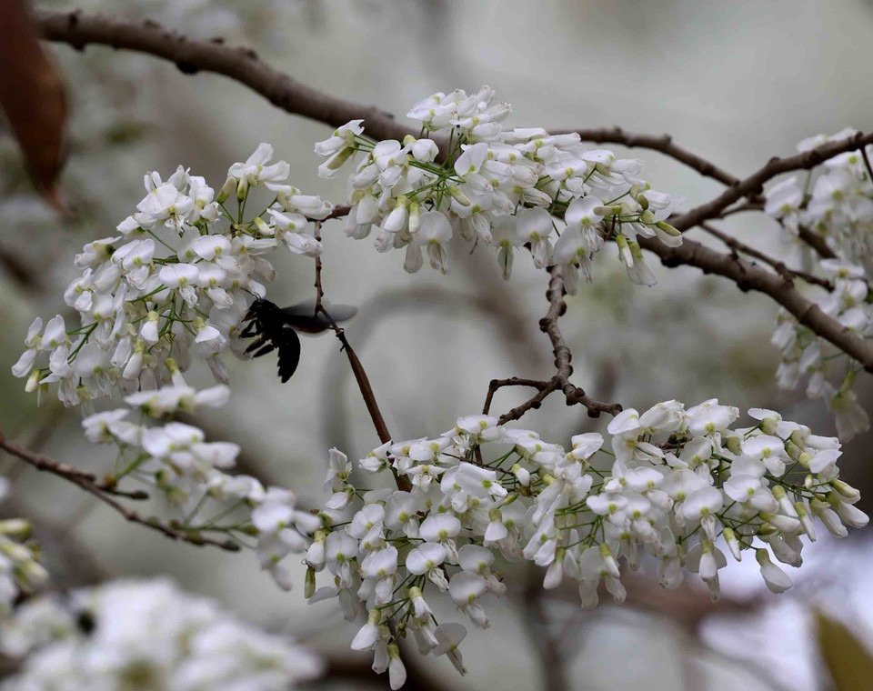 Selon des experts, il y a deux espèces d'arbres "sua" : blanc et rouge. Si les fleurs du premier s'épanouissent entre février et mars, ceux du 2e apparaissent un peu plus tard, en avril. 