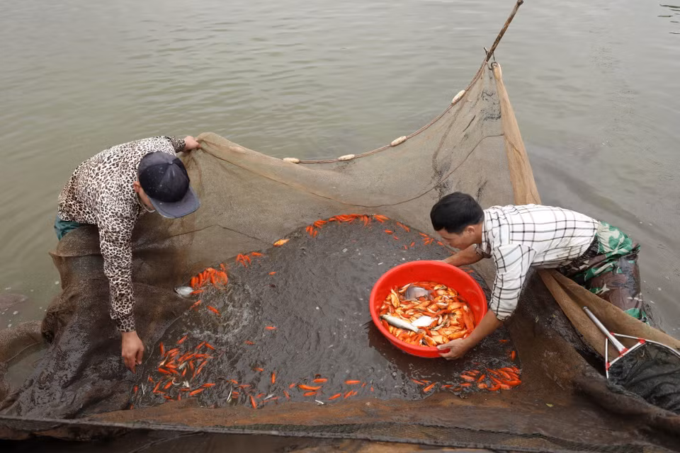 Le village Thuy Tram, dans la province de Phu Tho est le plus grand et le plus ancien village pratiquant l’aquaculture de carassins dorés au Nord. 