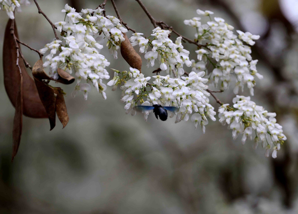Chaque année, fin février-début mars, quand le temps est encore un peu froid, les fleurs "sua" commencent à fleurir dans les rues et ruelles de la capitale. 