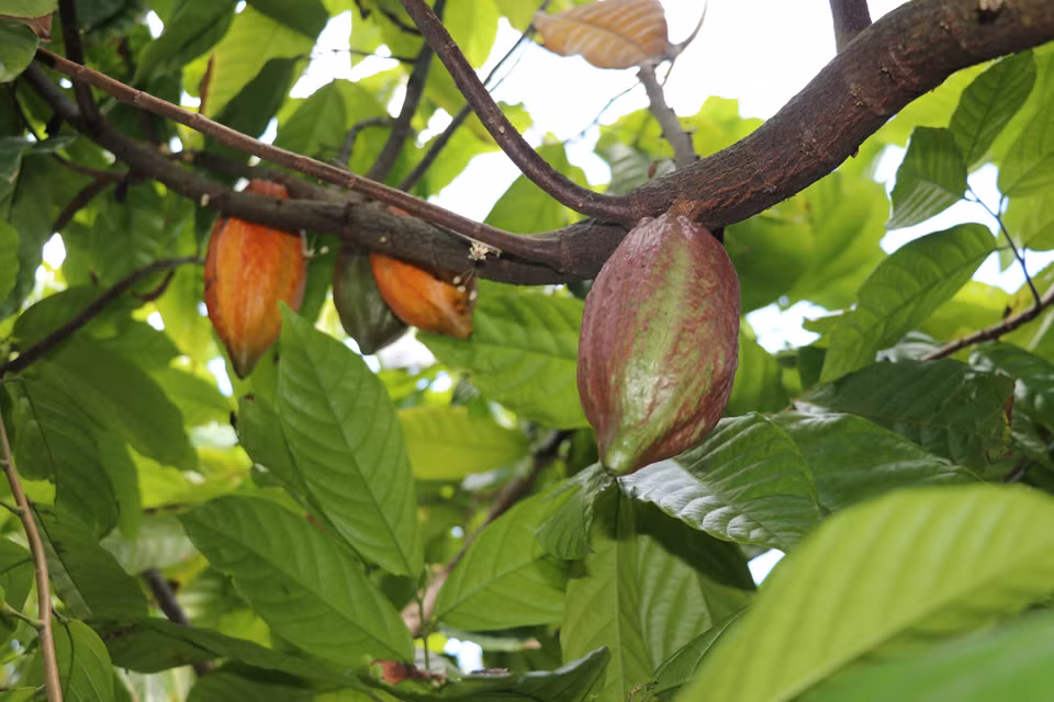 Cacaoyers et fruits de cacao dans le jardin de cacaoyers de la Sarl de cacao Xuan Ron Cho Gao. Photo:VNA