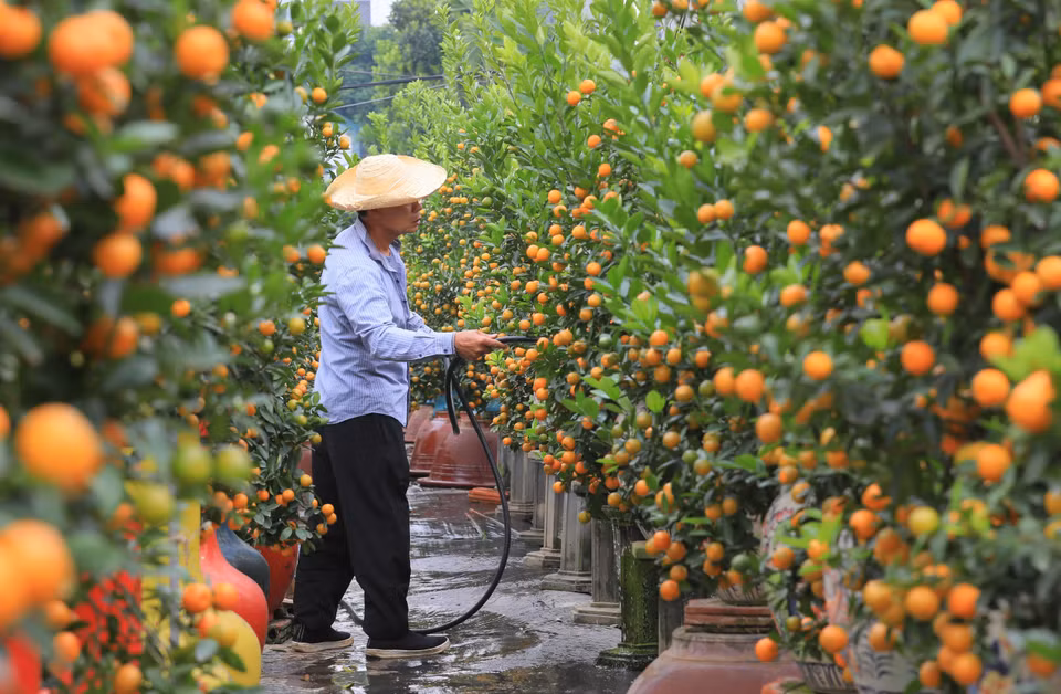  Actuellement, le village de Tu Liên compte environ 400 foyers producteurs de kumquats sur une superficie de 20 ha. 