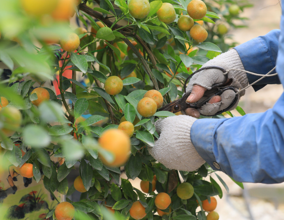 À l’approche du Têt, les producteurs de kumquats sont occupés à les embellir en taillant leurs feuilles. 