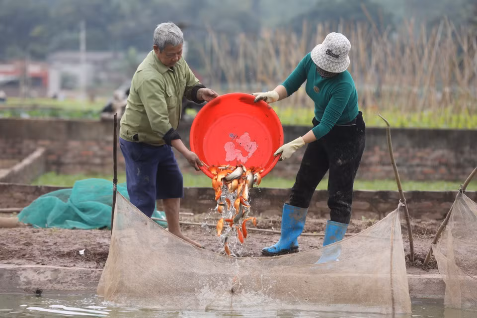 Le carassin doré, monture du Génie du Foyer est indispensable à chaque foyer à l’occasion du Têt Tao Quân ou la fête cultuelle du Génie du foyer. Plus le Têt Tao Quân approche, des centaines de foyers d’agriculteurs du village de Thuy Tram sont plus occupés pour la pêche des carassins dorés.