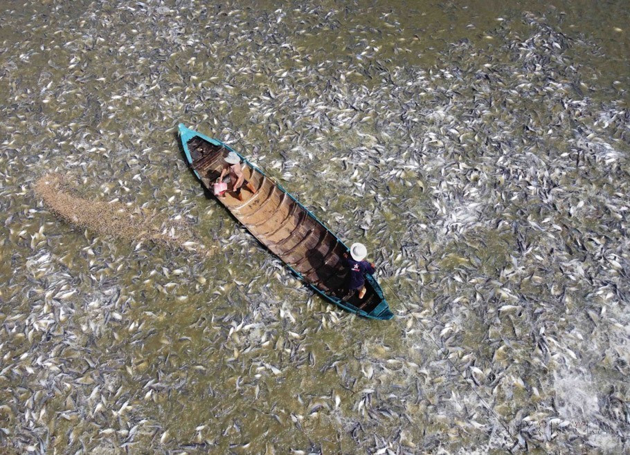 Élevage de pangasius dans la province d'An Giang (Sud). Photo: VNA