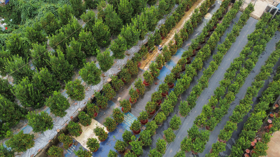 Les kumquats Tu Lien sont prêts pour le Nouvel An lunaire 2024. 