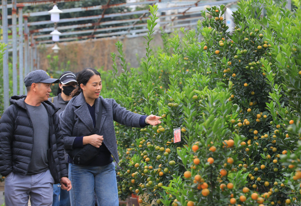 Des clients vont chez les jardiniers pour commander des kumquats pour le Nouvel An lunaire. 