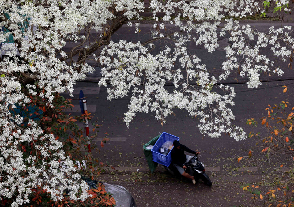 Les arbres "sua" ont été plantés de façon clairsemée dans certaines rues (Phan Dinh Phung, Hàng Dau, Tran Hung Dao, Hoang Hoa Tham, Phan Chu Trinh, Thanh Nien…), ou espaces verts (Jardin botanique, parc Thong Nhat). Il n'est pas aisé de pouvoir admirer les fleurs blanches car elles s'épanouissent seulement pendant quelques semaines au printemps. 