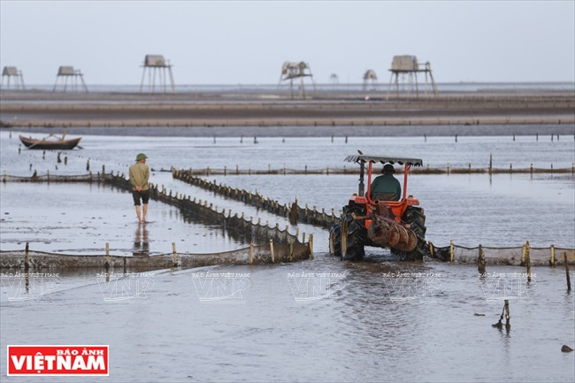 Le travail des zones aquacoles est mécanisé. 