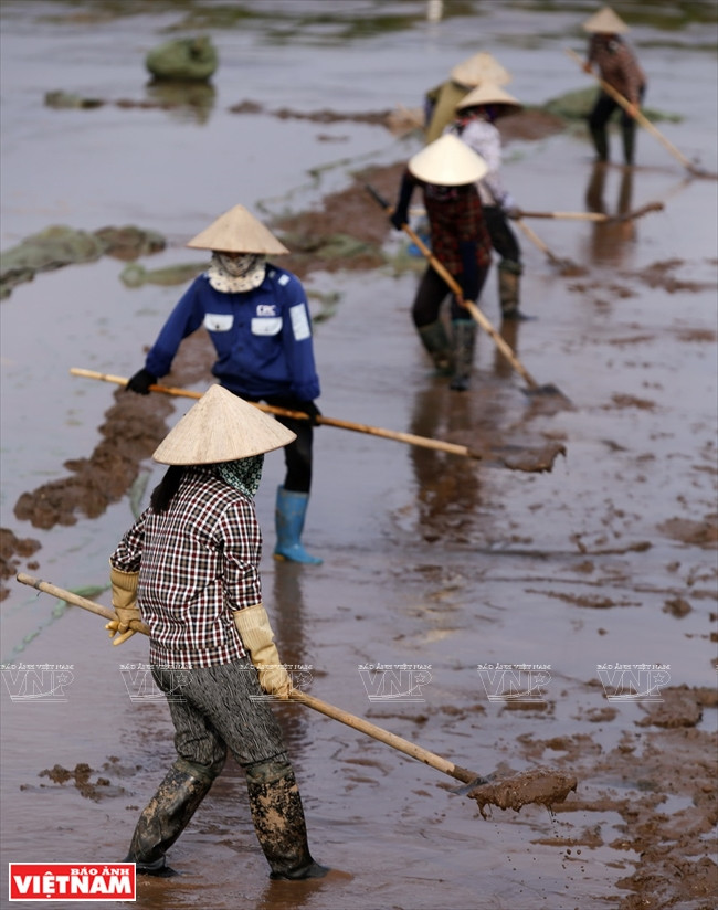 Zone d’élevage des Meretrix de reproduction dans la commune de Nam Thinh. 