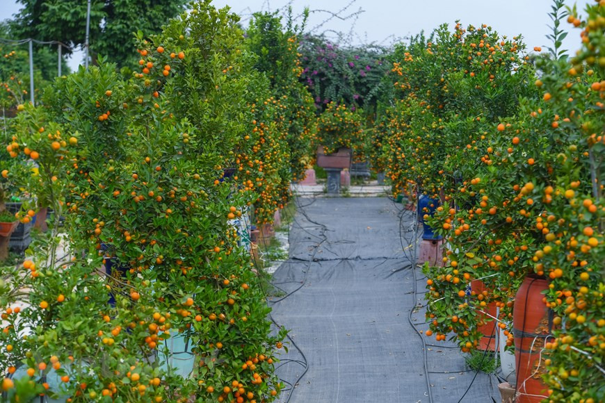  Pour le Têt traditionnel ou Nouvel An lunaire, de nombreuses familles vietnamiennes achètent habituellement des kumquats chargés de fruits, symbole de prospérité, pour les mettre dans leurs maisons. Niché sur les berges du fleuve Rouge, le village de Tu Liên existe depuis des siècles. Il se caractérise par l’horticulture et la culture de kumquats. Autrefois, ce lieu s’appelait Tu Tông. Entre 1961 et 1995, c’était la commune de Tu Liên, du district de Tu Liêm, dans la proche banlieue de Hanoï. En 1995, il est devenu le quartier de Tu Liên et fait partie de l’arrondissement de Tây Hô, à Hanoï. Photo: Vietnamplus