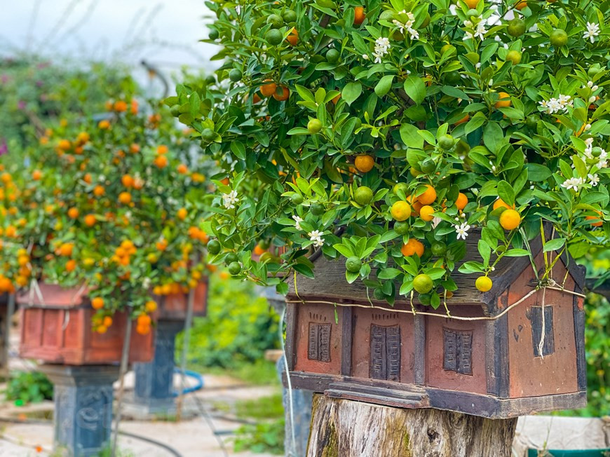  Toujours d’après Mme Ngô Thu Trang, à ce jour, de nombreux clients ont déjà fait des commandes et rapporteront des plantes quelques jours avant le Têt. Un pot de bonsaï-kumquat chargé de fruits dorés cultivé à côté d’une vieille maison miniature n’est pas seulement un loisir pour le Têt, mais également une œuvre d'art. De nombreux clients sont prêts à payer des dizaines de millions pour posséder un bonsaï magnifique et unique. Les modèles de maisons en miniature sont méticuleusement conçus, fabriqués à la main par des artisans du village de poterie de Phu Lang, dans la province de Bac Ninh, au Nord. Ces vieilles maisons ont été inspirées par les œuvres du peintre Bui Xuan Phai. Avec ces bonsaïs, Mme Trang veut combiner les caractéristiques anciennes et modernes de la culture vietnamienne. Photo : Vietnamplus 
