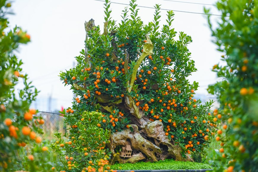  À l’approche du Têt, les producteurs de kumquats sont occupés à les embellir en taillant leurs feuilles. Le travail consistant à entretenir les arbustes afin que les fruits soient bien mûrs au Têt nécessite beaucoup de soins. Grâce à la créativité des jardiniers, les kumquats répondent de mieux en mieux aux exigences élevées et diverses des gens, apportant à chacun des couleurs printanières vives et éclatantes. Ces kumquats chargés de fruits dorés cultivés à côté d’une vieille maison miniature sont parmi les plus vendus. Chaque bonsaï est une véritable œuvre d’art, prémices d’une nouvelle année qui commence sous le signe de la grâce et du raffinement… Photo: Vietnamplus