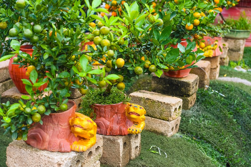  Des kumquats-bonsaïs plantés dans des vases et des pots en forme d’animaux du zodiaque séduisent également les clients. Comme 2022 sera l’année du tigre, depuis un mois, les pépiniéristes de Tu Liên proposent aux clients des kumquats miniatures cultivés dans des vases en forme de tigre. Le prix est plus raisonnable. Il varie entre 1 et 1,5 million de dôngs l’unité. Les kumquats de Tu Liên ne sont pas seulement vendus à Hanoï mais sont également envoyés dans les régions éloignées. Ce métier apporte une source de revenu stable et contribue à améliorer les conditions de vie des cultivateurs du village. Photo : Vietnamplus 