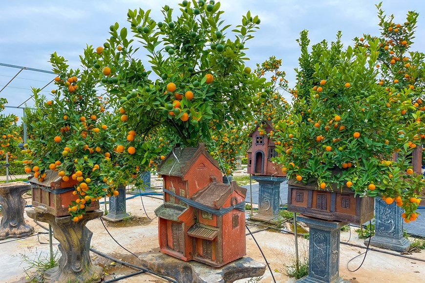  D’après Mme Ngô Thu Trang, la propriétaire d'une grande pépinière dans le village de Tu Liên, il faut huit mois de travail acharné pour façonner un kumquat chargé de fruits dorés cultivé à côté d’une vieille maison miniature. L’arbre doit être régulièrement ''sculpté'' pour atteindre une forme harmonieuse tout en gardant un aspect naturel. Il doit également être bien exposé et soigné pour avoir une croissance normale : luminosité, terreau et arrosage doivent être parfaitement maîtrisés. En bref, la patience est le maître mot pour la culture des kumquats-bonsaïs... Les kumquats-bonsaï de Tu Liên coûtent entre 3 et 15 millions de dongs l’unité. Au lieu d’acheter des kumquats-bonsaïs, certaines personnes en louent pendant le Têt. Photo: Vietnamplus