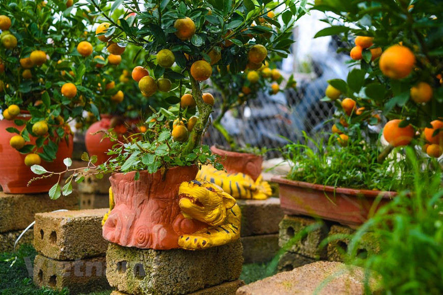  Après le Têt, les kumquats de petite taille sont généralement jetés, mais pas les arbres les plus imposants. Les cultivateurs proposent à des clients d’aller les rechercher et de les replanter dans leurs jardins. Les familles qui acceptent bénéficient d’une réduction sur le prix d’achat. Un recyclage bienvenu au vu du temps nécessaire à la croissance des kumquats et à l’augmentation du prix des semences. Pham Duy Thang fait partie de ceux qui cultivent leurs propres semences, gage de savoir-faire et de qualité. Il ne cache pas son ''attachement à ce métier traditionnel'', qu’il compte poursuivre tant qu’il possède un terrain où faire pousser ses kumquats. Photo : Vietnamplus 