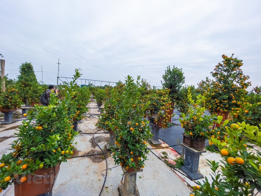  Début 2019, Tu Liên s’est vu attribuer le titre de ''Village de métier traditionnel des kumquats d’agrément''. Actuellement, sa superficie de terres agricoles s’étend à plus de 100 ha dont une trentaine dédiée aux kumquats, avec plus de 500 foyers cultivateurs et près de 1.000 travailleurs locaux. Chez certaines familles, la culture des kumquats d’agrément se transmet depuis quatre générations. Ces dernières années, la culture s’est diversifiée avec de nouvelles techniques de culture en pots élaborées par les horticulteurs. Sous leurs mains habiles, les kumquats traditionnels ont aujourd’hui une nouvelle physionomie, plus artistique et sophistiquée, avec des prix allant de quelques millions à des centaines de millions de dôngs. Photo: Vietnamplus
