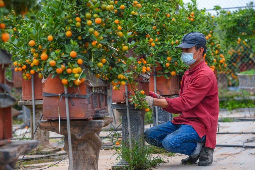  Selon un artisan à Tu Lien, les arbustes sont d’abord cultivés dans le champ avant d’être mis en pot. Vient ensuite l’étape des soins. En effet, après trois mois, on détache les feuilles pour que les bourgeons puissent se développer. Les premiers fruits et bourgeons apparaissent puis fleurissent à partir du 6e mois jusqu’au 8e mois lunaire. Au 10e mois lunaire, les commercialisations de kumquats peuvent commencer. Les bonsaïs constituent toujours une particularité de Tu Liên. D’une hauteur de 20 à 50 cm, chaque kumquat bonsaï est planté dans un petit pot dans lequel se trouve un petit trou de 2 à 3 cm de diamètre pour pouvoir y verser de la terre. Un travail qui requiert habileté de par la très petite taille de l’orifice. Photo: Vietnamplus