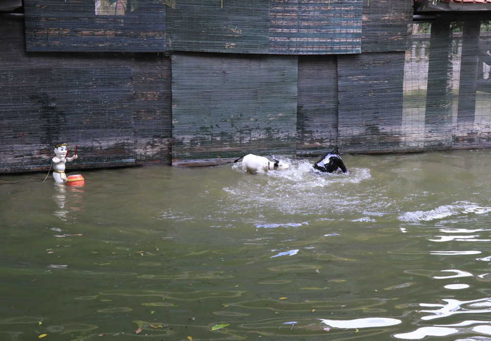  Une scène de combat de buffles. Photo: VNA