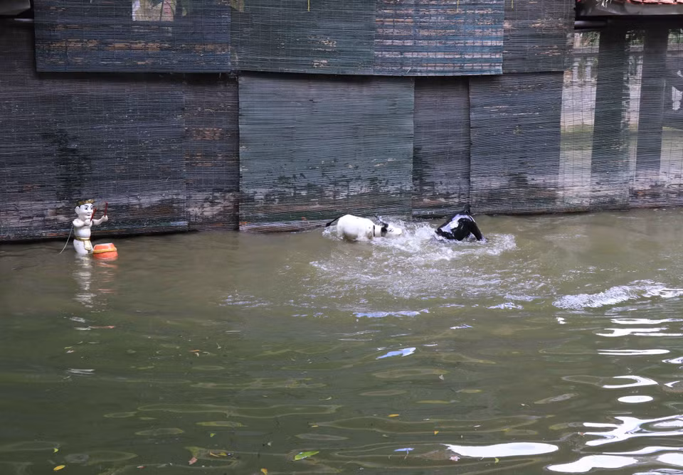  Une scène de combat de buffles. Photo: VNA 