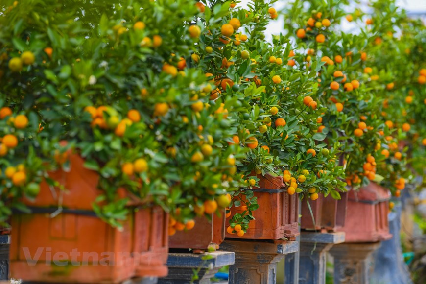  Le kumquat est connu en vietnamien sous le nom de ''quât'' ou ''tac''. Le kumquat, est non seulement une plante d’ornement, mais il recèle également d’autres usages. C’est une plante comestible, ses fruits sont utilisés en pharmacie comme une cure, en gastronomie pour préparer des sauces ou des boissons rafraichissantes. Ses fruits sont confits et dégustés comme une friandise. Si vous êtes un grand amateur d'agrumes ou d'aliments acidulés, vous adorerez certainement les kumquats. En raison de sa saveur, le kumquat est largement utilisé dans la fabrication d'aliments et de boissons, notamment de cocktails, de fruits confits, de bonbons et de desserts. Photo : Vietnamplus