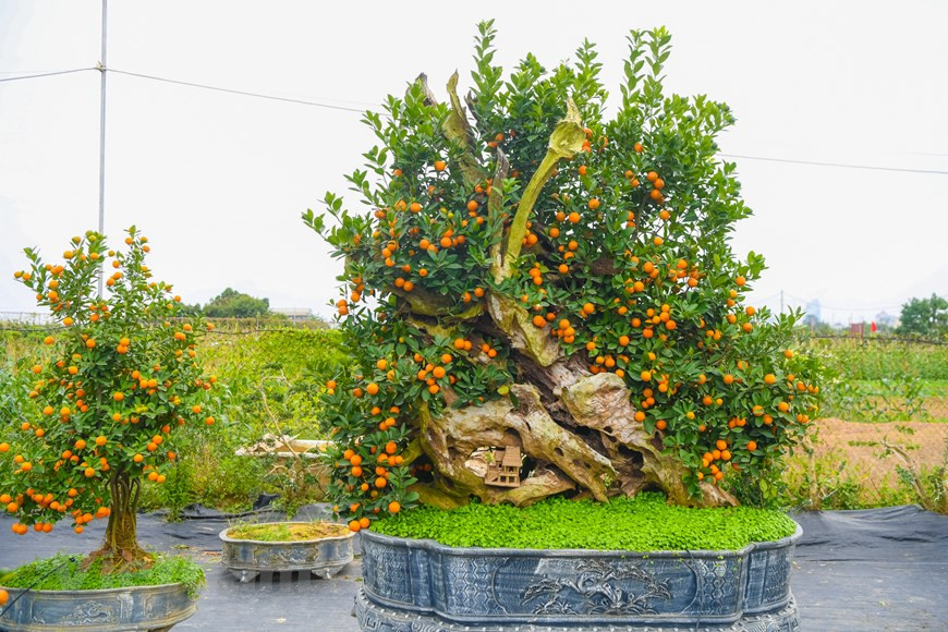  Un autre style dans ce jardin, ces sont des kumquats-bonsaïs combinés avec du bois flotté. Les prix s’élèvent jusqu'à 100 millions de dôngs l'unité. Le bois flotté, qui est extrait du cœur d'un vieil arbre après sa mort, est moins sensible aux termites et est souvent associé à des orchidées. Mme Ngô Thu Trang, propriétaire du jardin des kumquats, a partagé que ce produit s'appelait ''Voile à travers l'océan'', témoignant de la détermination du peuple vietnamien pour surmonter la pandémie de COVID-19. A l’occasion du Têt traditionnel, les clients achètent des kumquats pour s’attirer bonheur et chance pour l’année à venir. Photo : Vietnamplus 