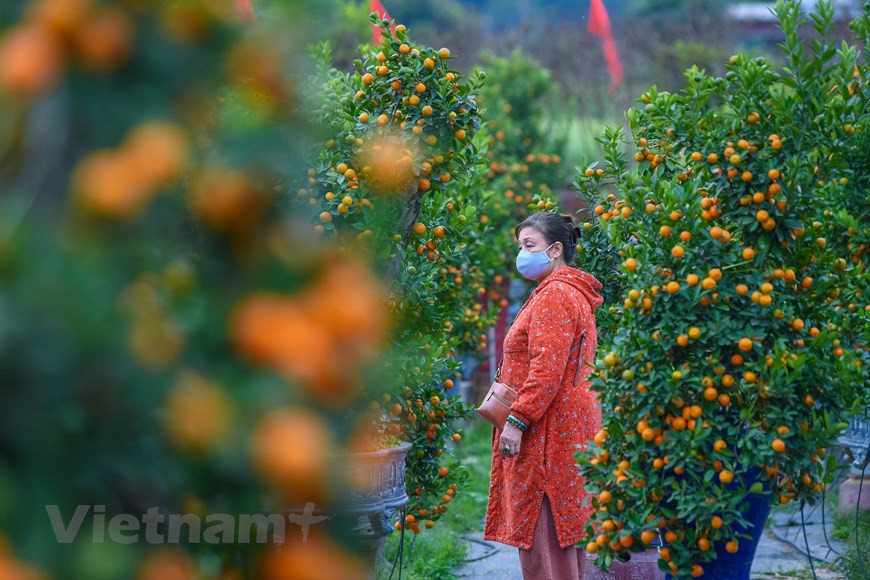  Traditionnellement, en plus des cinq sortes de fruits, des banh chung (gâteau de riz gluant farci de viande de porc et de haricots mungo) et des pêchers, chaque famille se prépare à l’achat de kumquats pour accueillir le Têt afin de s’attirer bonheur et chance pour l’année à venir. Il s’agit de la saison la plus animée de l’année pour les villageois de Tu Liên où on y présente, commercialise et expédie des kumquats au service de la demande grandissante des habitants. Communément, il existe deux sortes de kumquats, ceux de tailles moyennes à grandes et les bonsaïs. Les bonsaïs, de petites formes, exigent davantage de temps, de soins et de minutie de la part des artisans. Et naturellement, leur prix est plus élevé que celui des arbres ordinaires. Photo: Vietnamplus