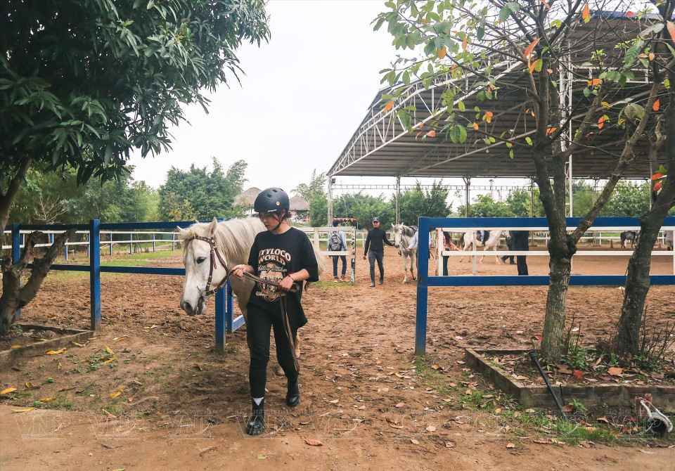 L'un des principes des débutants est de promener le cheval avant l'entraînement pour connaître son tempérament. Photo: Vietnam illustré.
